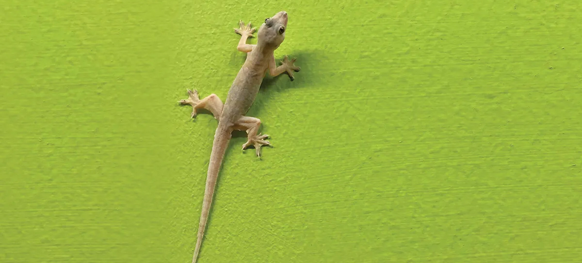 Lizard Control Chembur